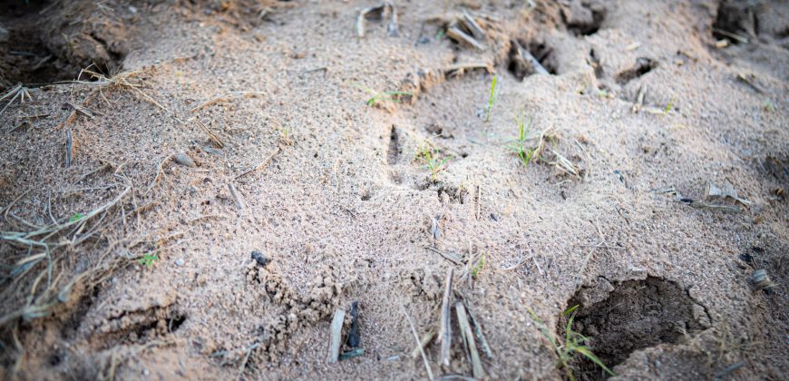 Kinchafoonee Creek Irrigated Farm