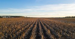 Kinchafoonee Creek Irrigated Farm