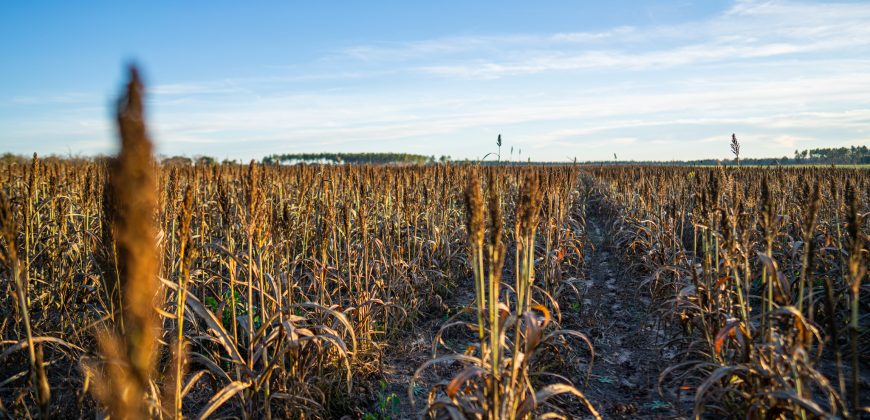 Kinchafoonee Creek Irrigated Farm