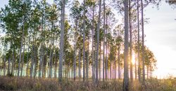 Kinchafoonee Creek Irrigated Farm