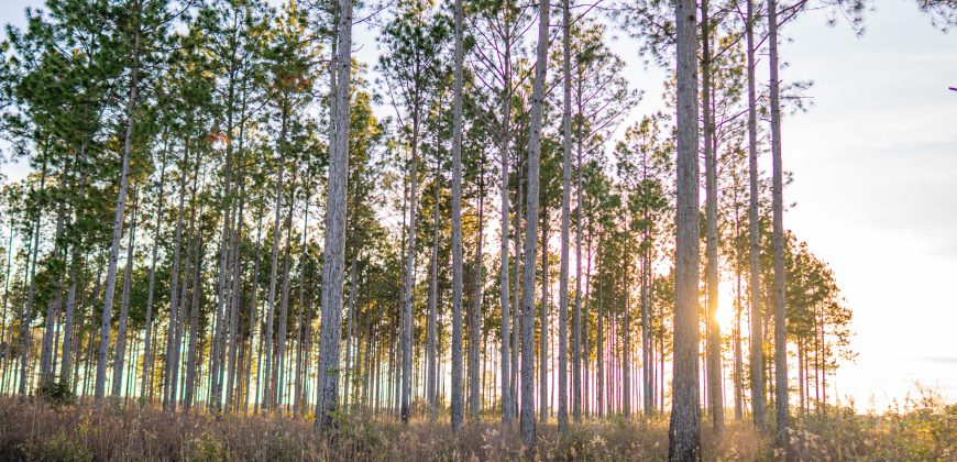 Kinchafoonee Creek Irrigated Farm