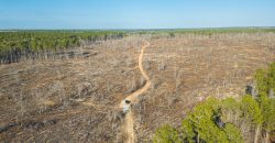 Oglethorpe County Macks Creek Tract 1
