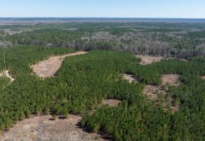 Wilcox Olcmulgee River Corridor Farm