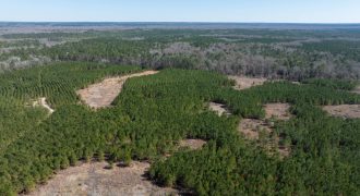 Wilcox Olcmulgee River Corridor Farm