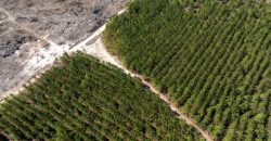 Wilcox Olcmulgee River Corridor Farm