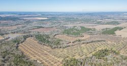 Springhill Creek Pecan Orchard