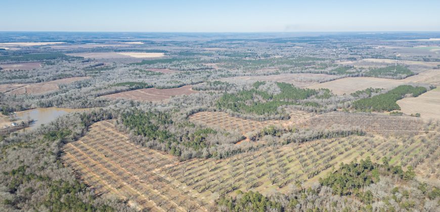 Springhill Creek Pecan Orchard