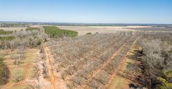 Springhill Creek Pecan Orchard