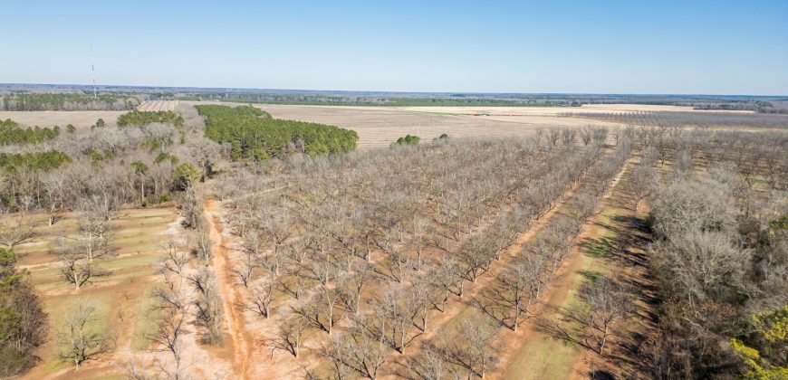 Springhill Creek Pecan Orchard