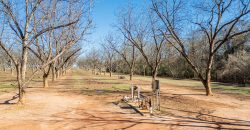 Springhill Creek Pecan Orchard