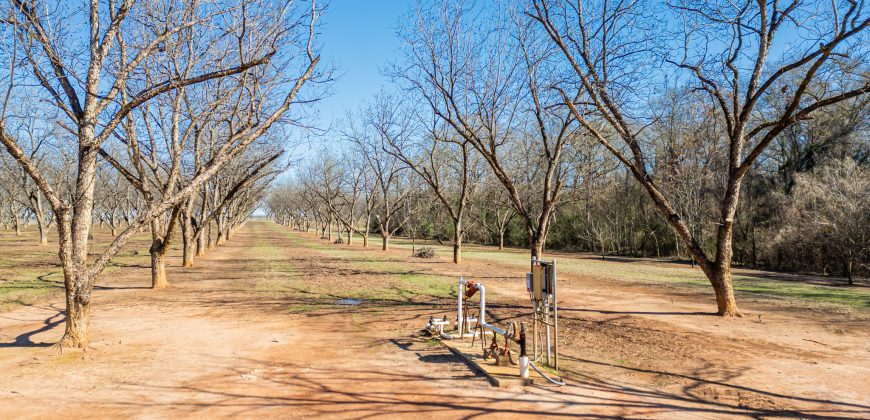 Springhill Creek Pecan Orchard