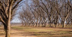 Springhill Creek Pecan Orchard