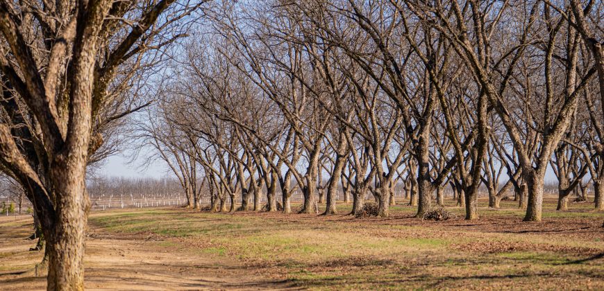 Springhill Creek Pecan Orchard