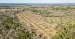 Springhill Creek Pecan Orchard