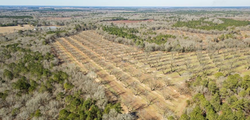 Springhill Creek Pecan Orchard