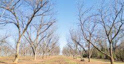 Springhill Creek Pecan Orchard