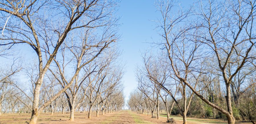 Springhill Creek Pecan Orchard