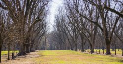 Springhill Creek Pecan Orchard