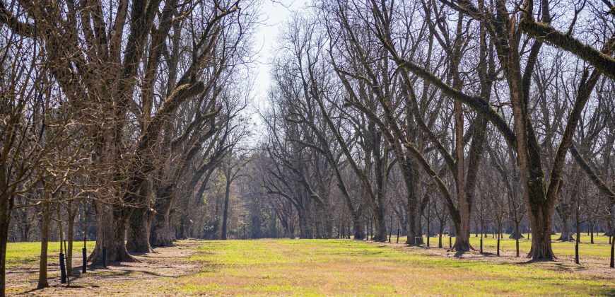 Springhill Creek Pecan Orchard