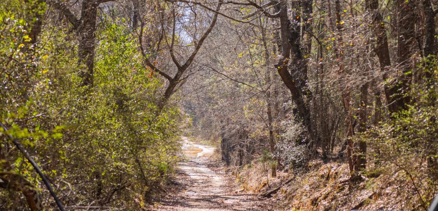 Springhill Creek Pecan Orchard