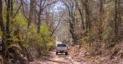 Springhill Creek Pecan Orchard