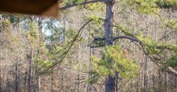 Springhill Creek Pecan Orchard