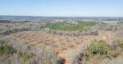 Springhill Creek Pecan Orchard