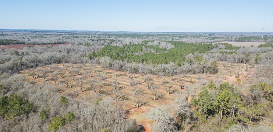 Springhill Creek Pecan Orchard
