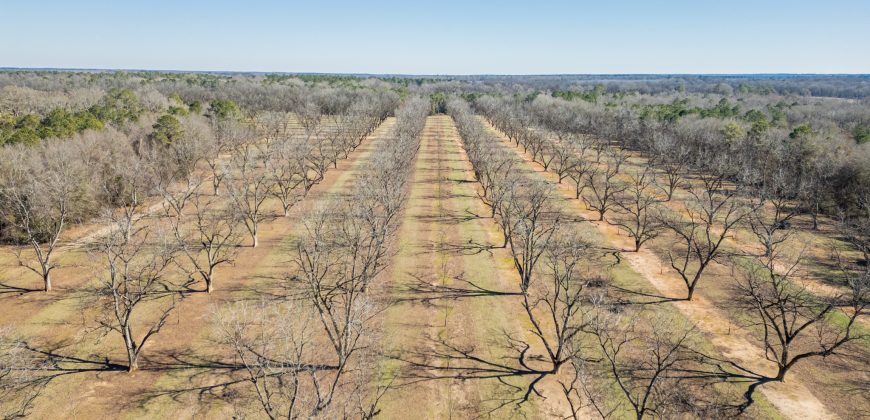 Springhill Creek Pecan Orchard