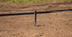 Springhill Creek Pecan Orchard