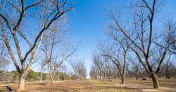 Springhill Creek Pecan Orchard