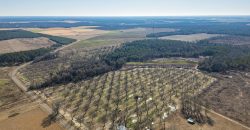 Springhill Creek Pecan Orchard