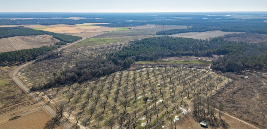 Springhill Creek Pecan Orchard