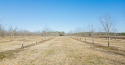 Springhill Creek Pecan Orchard
