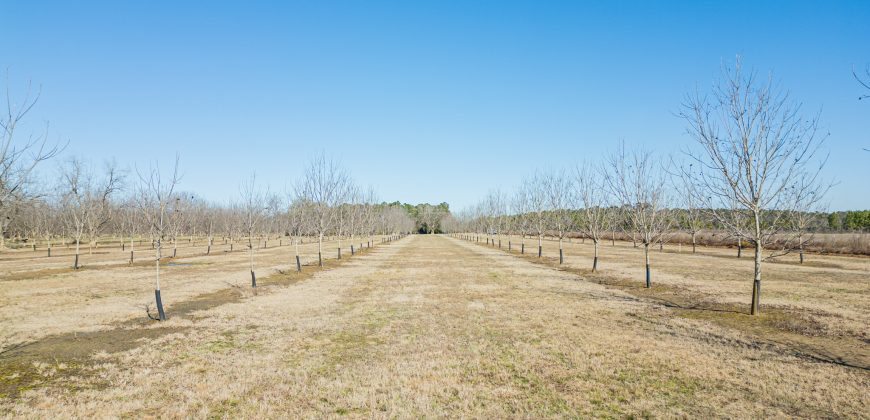 Springhill Creek Pecan Orchard