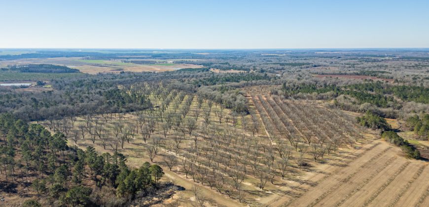 Springhill Creek Pecan Orchard