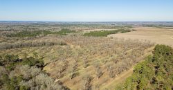 Springhill Creek Pecan Orchard