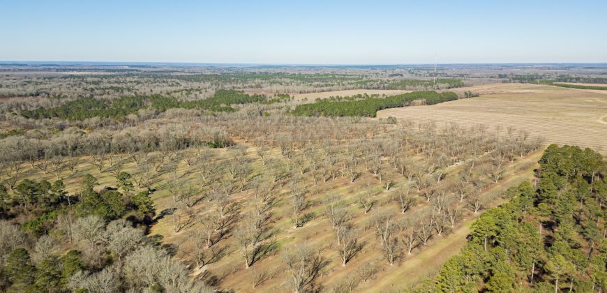 Springhill Creek Pecan Orchard