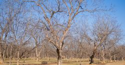 Springhill Creek Pecan Orchard