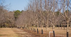 Springhill Creek Pecan Orchard