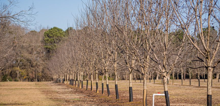 Springhill Creek Pecan Orchard