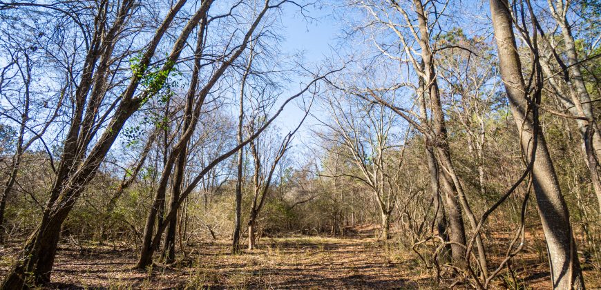 Springhill Creek Pecan Orchard