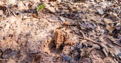 Springhill Creek Pecan Orchard