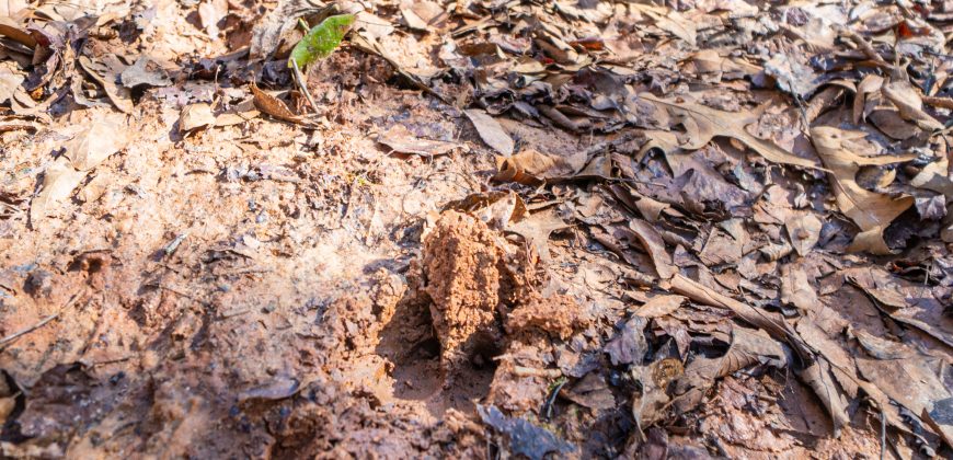 Springhill Creek Pecan Orchard