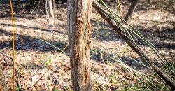 Springhill Creek Pecan Orchard