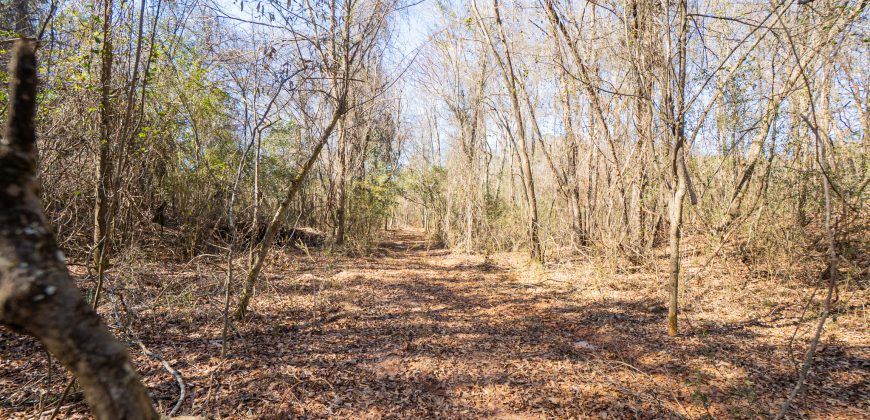 Springhill Creek Pecan Orchard