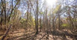 Springhill Creek Pecan Orchard