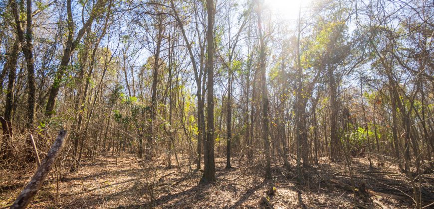 Springhill Creek Pecan Orchard