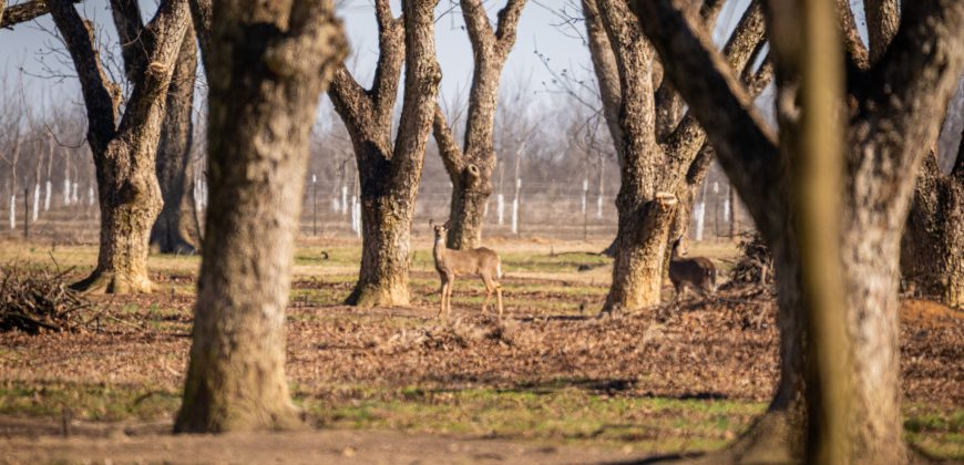 Springhill Creek Pecan Orchard