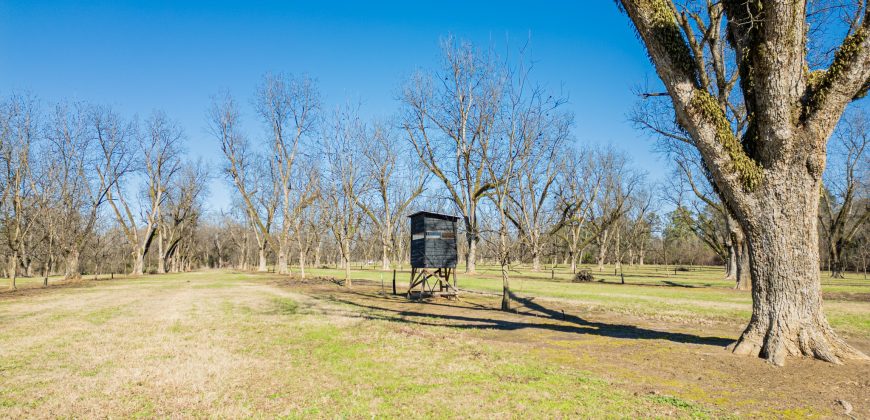 Springhill Creek Pecan Orchard